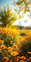 Vibrant yellow flowers bloom in a sunny garden during autumn's golden hour surrounded by colorful foliage photo