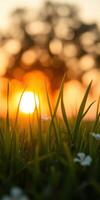 Golden sunset illuminating green grass and wildflowers in a serene landscape photo