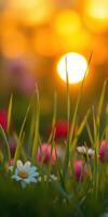 Sunset light illuminating colorful flowers and vibrant grass in a tranquil garden setting during evening hours photo