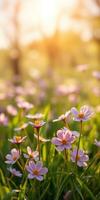 Delicate pink flowers bloom in a sunlit meadow during springtime in a serene park photo