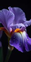 Vibrant purple iris with water droplets captured in close-up showcasing delicate petals and rich colors during springtime photo
