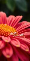 Close-up view of a vibrant pink flower with raindrops glistening in the sunlight photo