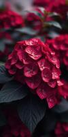 Vibrant red hydrangea blooms surrounded by dark green leaves in a garden setting photo