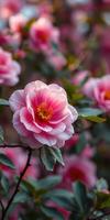 Beautiful pink flowers blooming in a garden during springtime with vibrant petals and lush green leaves photo