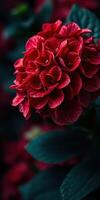 Vibrant red hydrangea blooms surrounded by dark green foliage in a garden setting during spring photo