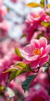 Beautiful pink flowers blooming in spring sunlight in a vibrant garden setting photo