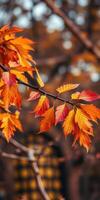 Colorful autumn leaves hanging on a branch in a vibrant forest setting during a sunny afternoon photo
