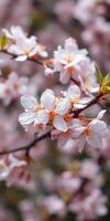 Beautiful cherry blossoms blooming in springtime with soft pink petals and vibrant orange stamens photo