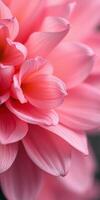 Close-up view of vibrant pink flower petals showcasing natural beauty and delicate textures in soft lighting photo