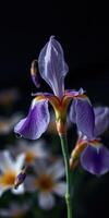 Stunning purple iris bloom with intricate details surrounded by soft flowers in a dark backdrop photo