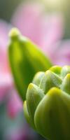 Close-up view of vibrant green buds with soft pink flowers in a garden during springtime sunlight photo