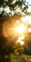 Sunlight filters through leaves creating a warm glow during a serene evening in a natural setting photo