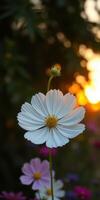 White flower stands tall against a sunset backdrop highlighting nature's beauty and tranquility in a blooming garden photo