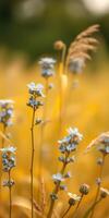 Blue flowers blooming in a golden field during the late afternoon light photo