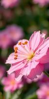 Close-up of a pink flower with delicate petals and vibrant stamen in a blooming garden during springtime photo