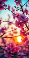 Beautiful cherry blossoms bloom at sunset creating a stunning colorful backdrop in spring garden photo