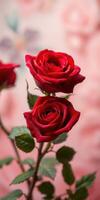 Red roses blooming beautifully in soft pink background during spring season photo