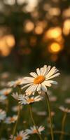 Daisies bloom under a warm sunset in a peaceful meadow with golden light illuminating the soft petals photo