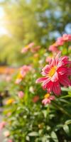 Beautiful vibrant pink flowers bloom in a sunny garden during spring afternoon photo