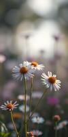 Colorful wildflowers bloom in a serene meadow during golden hour sunlight photo