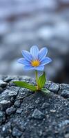 Resilient blue flower growing through cracked asphalt in urban environment at midday photo