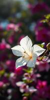 Beautiful white flower illuminated by sunlight against a backdrop of vibrant pink blooms in a garden setting photo
