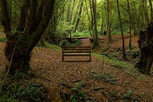 An empty wooden bench in the forest in the autumn. Loneliness concept photo
