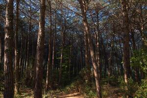 Pine forest view at sunset. Moody pine forest photo