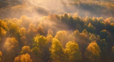 Aerial view of colorful autumn foliage with trees in shades of red, orange, and yellow. video
