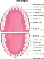 Teeth Diagram Science Design Illustration vector
