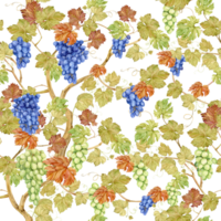 Seamless background with grapevine. Watercolor blue and green autumn grape berries and leaves. Illustrations for wine label design, grape juice, restaurant menu and for grape festival decoration. png