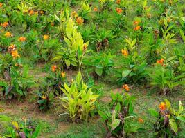 Flower garden in a park on a sunny day. Flowers are blooming in spring. photo