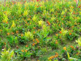 Flower garden in a park on a sunny day. Flowers are blooming in spring. photo
