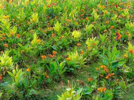 Flower garden in a park on a sunny day. Flowers are blooming in spring. photo