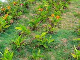 Flower garden in a park on a sunny day. Flowers are blooming in spring. photo