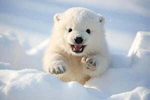 Cute and playful polar bear cub in the snow photo