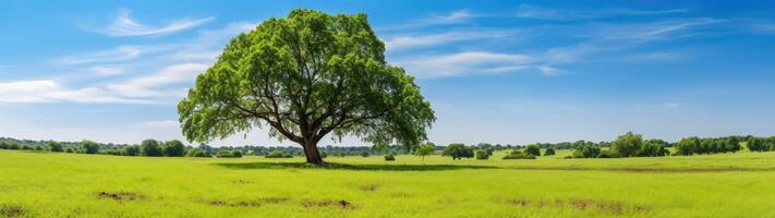 Lush green field with lone tree under blue sky photo