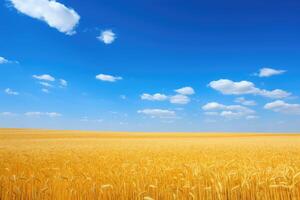 Scenic view of a golden wheat field under a blue sky with fluffy clouds photo