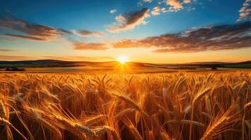 Stunning sunset over a golden wheat field photo