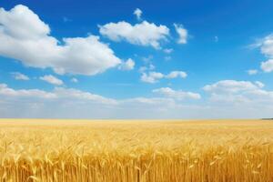 Scenic view of a golden wheat field under a blue sky with fluffy white clouds photo