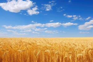 Vast golden wheat field under blue sky with clouds photo