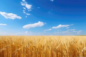 Scenic view of a golden wheat field under a blue sky with fluffy white clouds photo