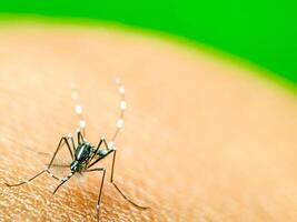 A close-up of a mosquito perched on human skin, showcasing its intricate body structure and delicate legs. This image highlights the mosquito's role in nature and its potential as a carrier photo