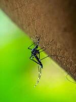 A close-up of a mosquito as it lands on human skin. The image vividly shows the insect's features and highlights the potential for disease transmission, set against a vibrant green background. photo