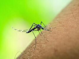 A close-up of a mosquito as it lands on human skin. The image vividly shows the insect's features and highlights the potential for disease transmission, set against a vibrant green background. photo