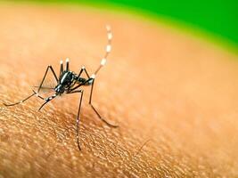 A close-up of a mosquito perched on human skin, showcasing its intricate body structure and delicate legs. This image highlights the mosquito's role in nature and its potential as a carrier photo