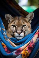 Cougar resting in colorful hammock photo