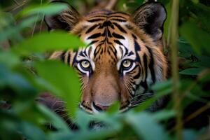 close up of a tiger in the jungle photo