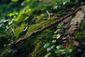 Lush green forest floor with moss and fallen branches photo