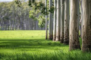 Peaceful forest landscape with lush green grass and trees photo